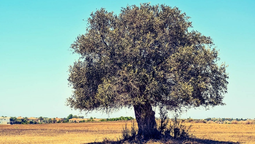 Zeytinlik Alanlara Talep Arttı