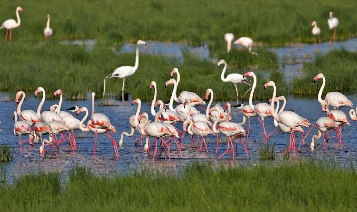 Bakanlıktan 'izmir Kuş Cenneti İmara Açılacak' İddialarına Yanıt