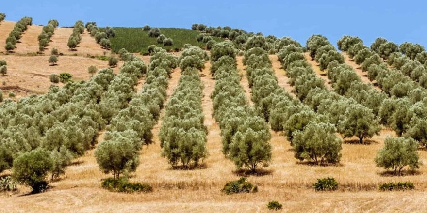 Zeytinlik Tapusu Olan Araziye Konut Yapılabilir mi?