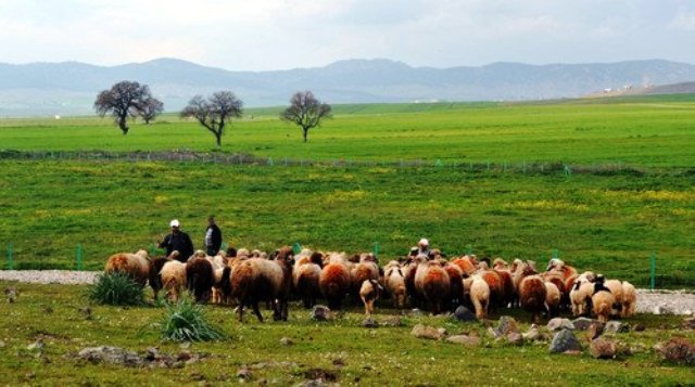 4 milyon Hektar Mera Yeniden Kullanıma Açılıyor