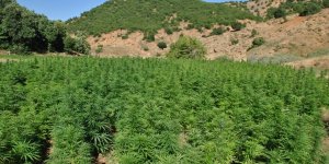 Kenevir İzni 19 İlde Tarla Satışlarını Arttırdı