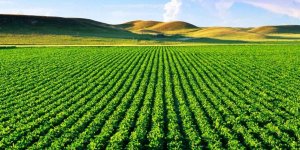 Tarım Arazileri Yatırım Aracı Oluyor