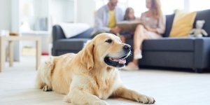 Apartmanlarda Kedi Köpek Beslemek Yasak Mı?