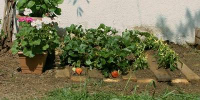 Evde Mini Hobi Bahçesi Hazırlamanın Püf Noktaları