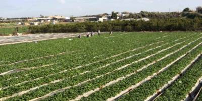 İzmir'de Tarım Arazileri İmara Açıldı