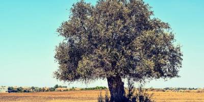 Zeytinlik Alanlara Talep Arttı