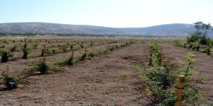 Süleyman Demirel Botanik Parkı'na İmar Koruması!