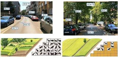 Bitkilerin Kentsel Mekanlardaki Rolü