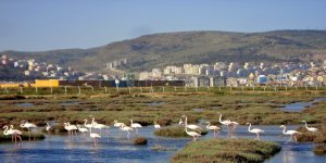 Sasalı Kuş Cenneti İmara Mı Açılacak?