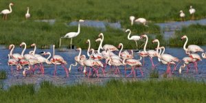 Bakanlıktan 'izmir Kuş Cenneti İmara Açılacak' İddialarına Yanıt